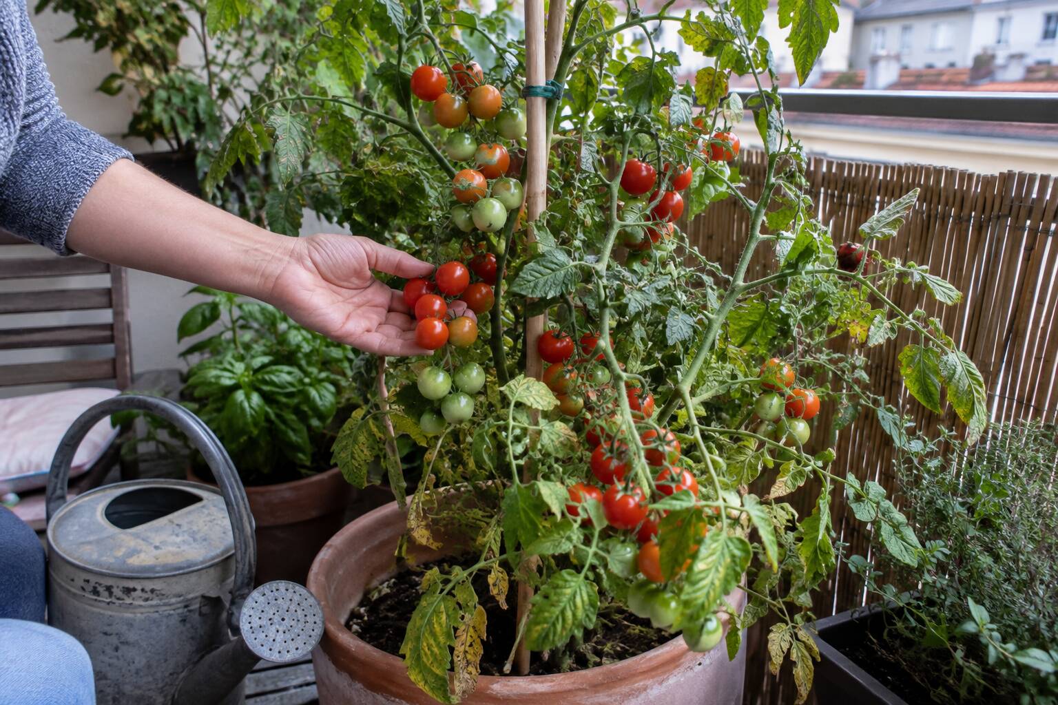 Une femme cueille des tomates cerises dans un pot